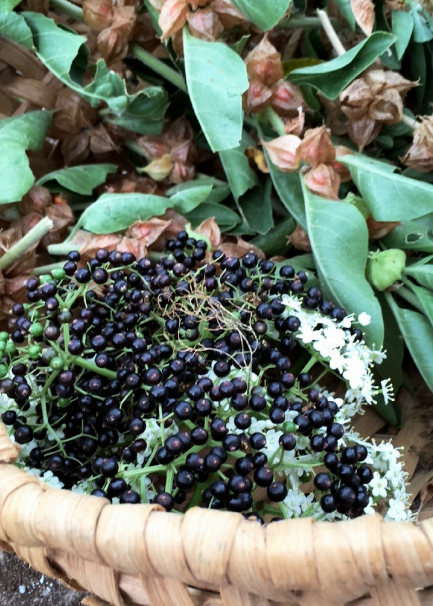Florida native elderberry (Sambucus canadensis) herb with elderflower and ashwagandha roots, shown in a natural setting.