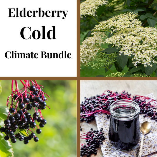 Cold climate elderberry bundle from The Farm On Central, featuring fresh elderberries ideal for immune support and healthy recipes.