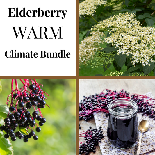 Warm climate elderberry bundle from The Farm On Central, featuring fresh elderberries and related plant components for immune support.