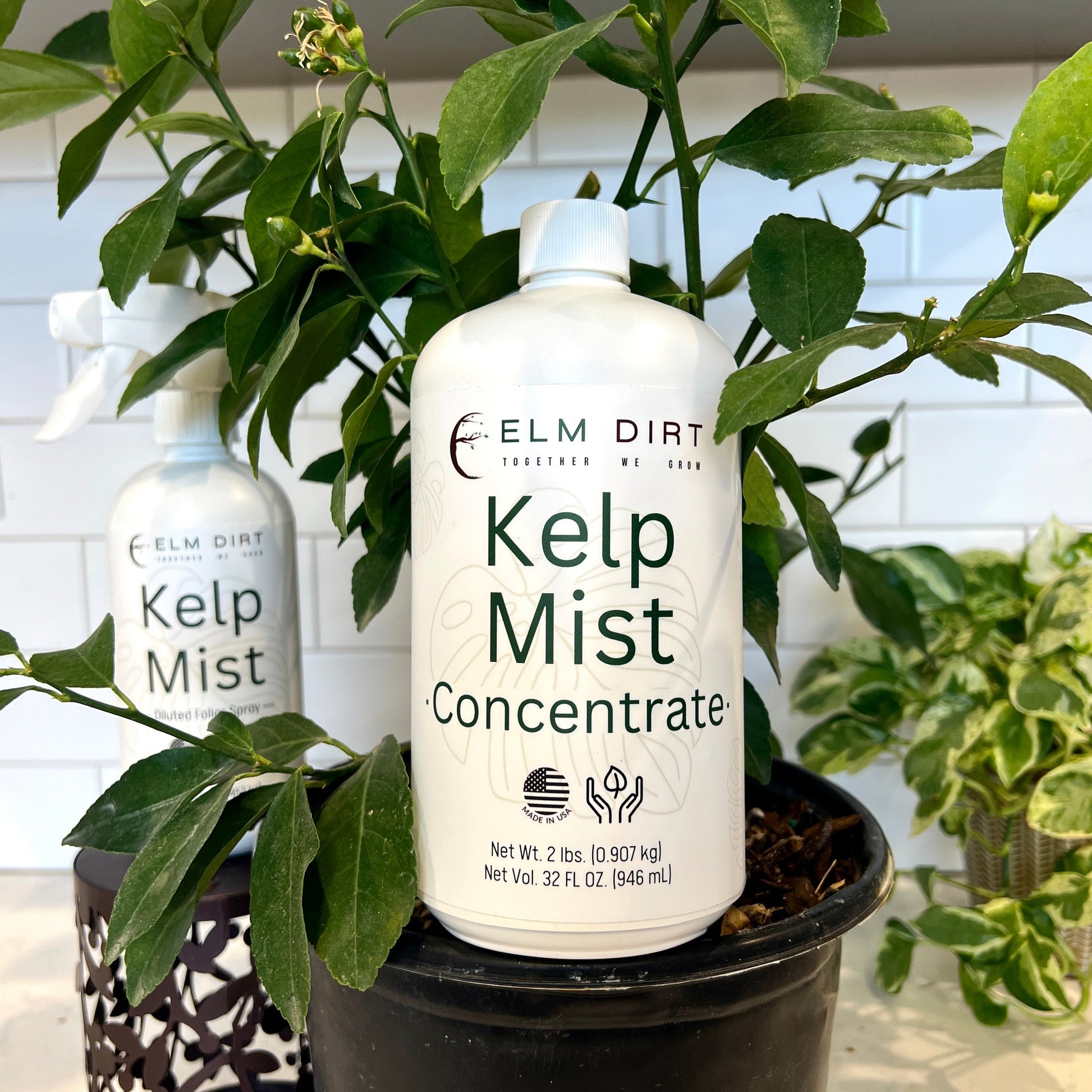 Elm Dirt Kelp Mist in a 16 oz spray bottle, featuring natural kelp extract for plant nourishment and growth.