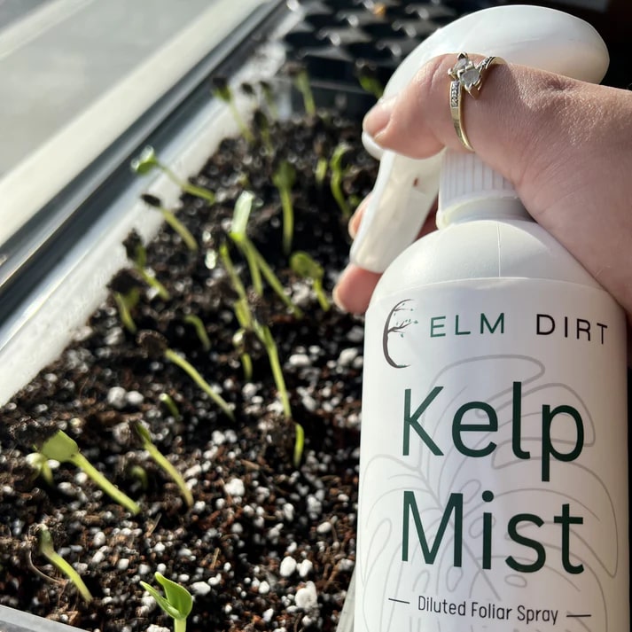 Elm Dirt Kelp Mist in a 16 oz spray bottle, natural seaweed plant spray for garden and plant care.