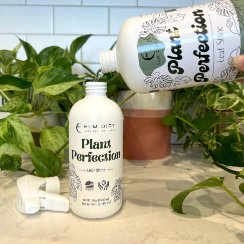 Elm Dirt Plant Perfection 16 oz bottle with natural plant supplement for healthy, vibrant houseplants.