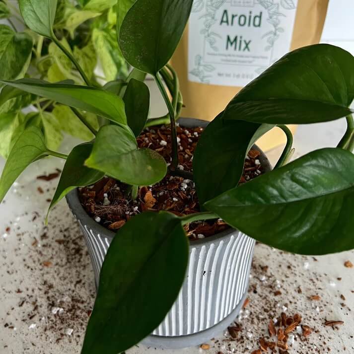 Elm Dirt Aroid Mix in 3-quart bag, rich soil blend suitable for aroids and indoor plants, with a textured, dark soil appearance.