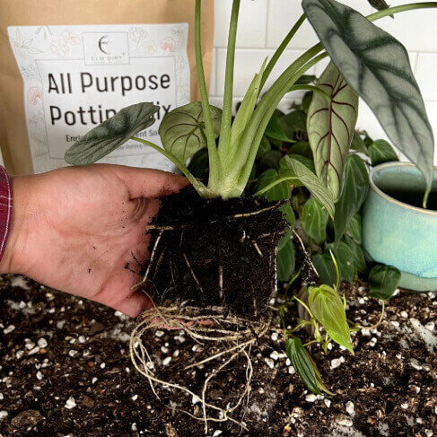 Elm Dirt All-Purpose Soil Mix in 5 lbs, showing a bag of nutrient-rich soil ideal for gardening and planting.