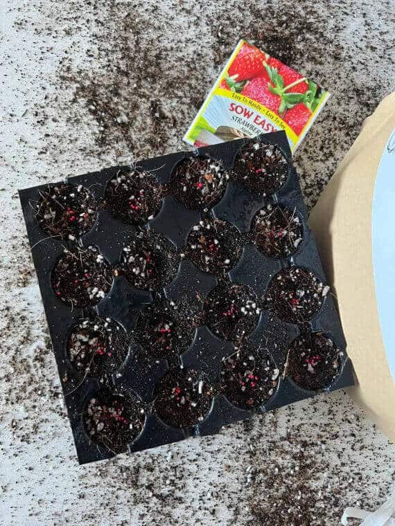 Elm Dirt Seedling Mix with rich soil and organic compost, ideal for young plants and seedlings in gardening.