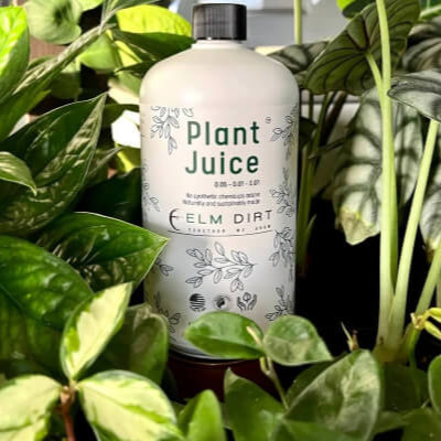 Elm Dirt Plant Juice fertilizer in a 16 oz bottle, showing the label and packaging for healthy plant growth.