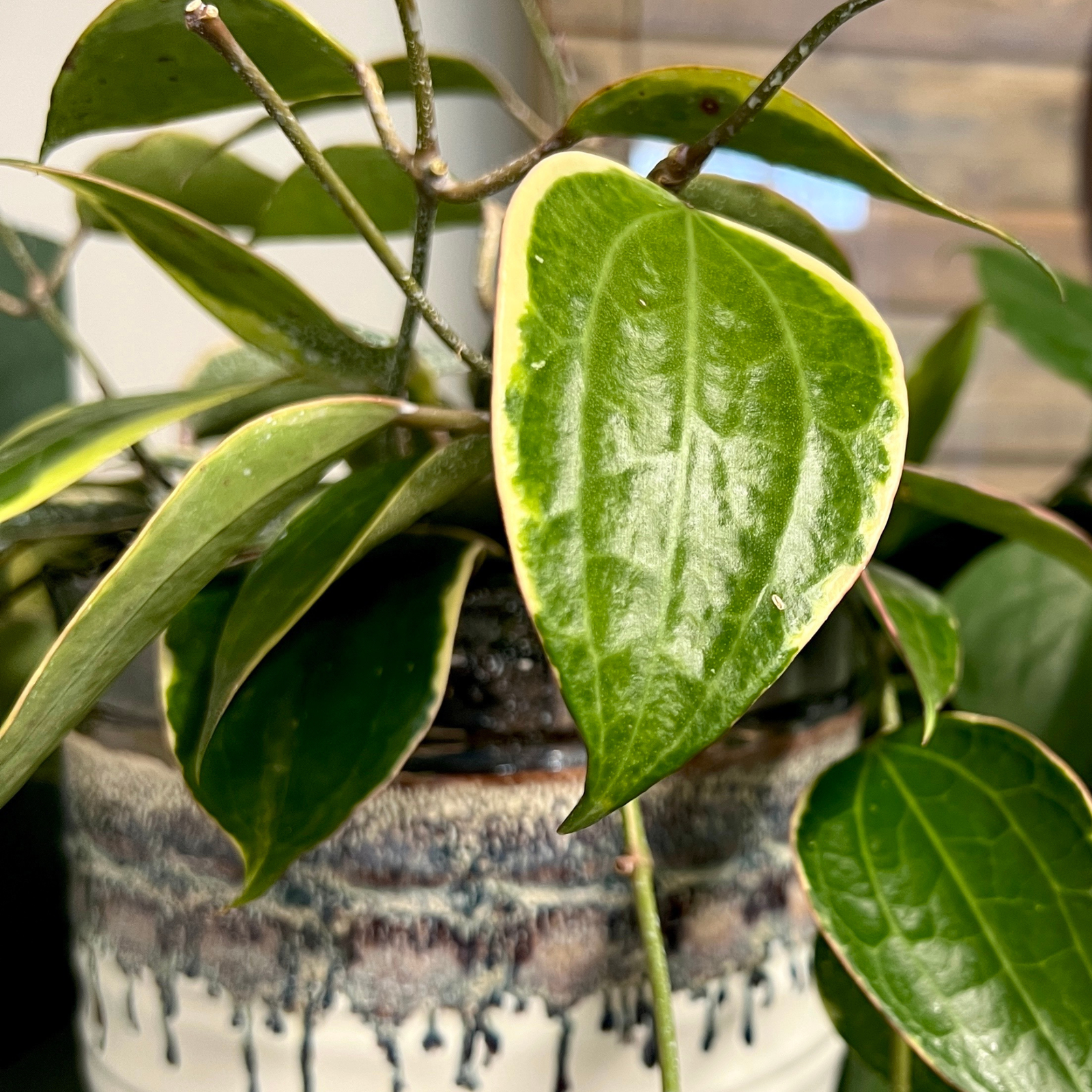 Elm Dirt Plant Perfection fertilizer in a 16 oz container, ideal for enhancing plant growth and health.