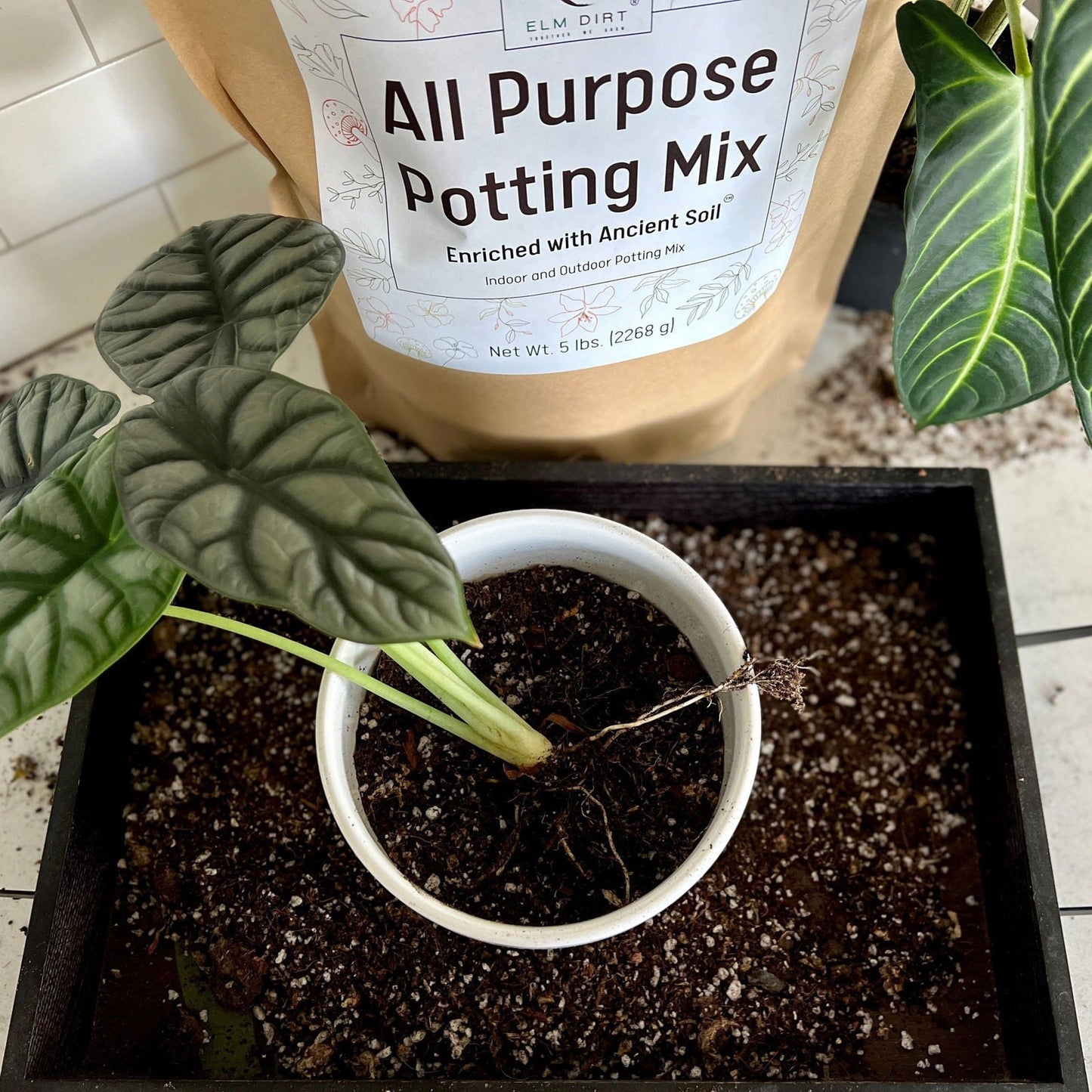 All-purpose soil mix by Elm Dirt, 5 lbs of versatile growing media for gardening and plant cultivation.