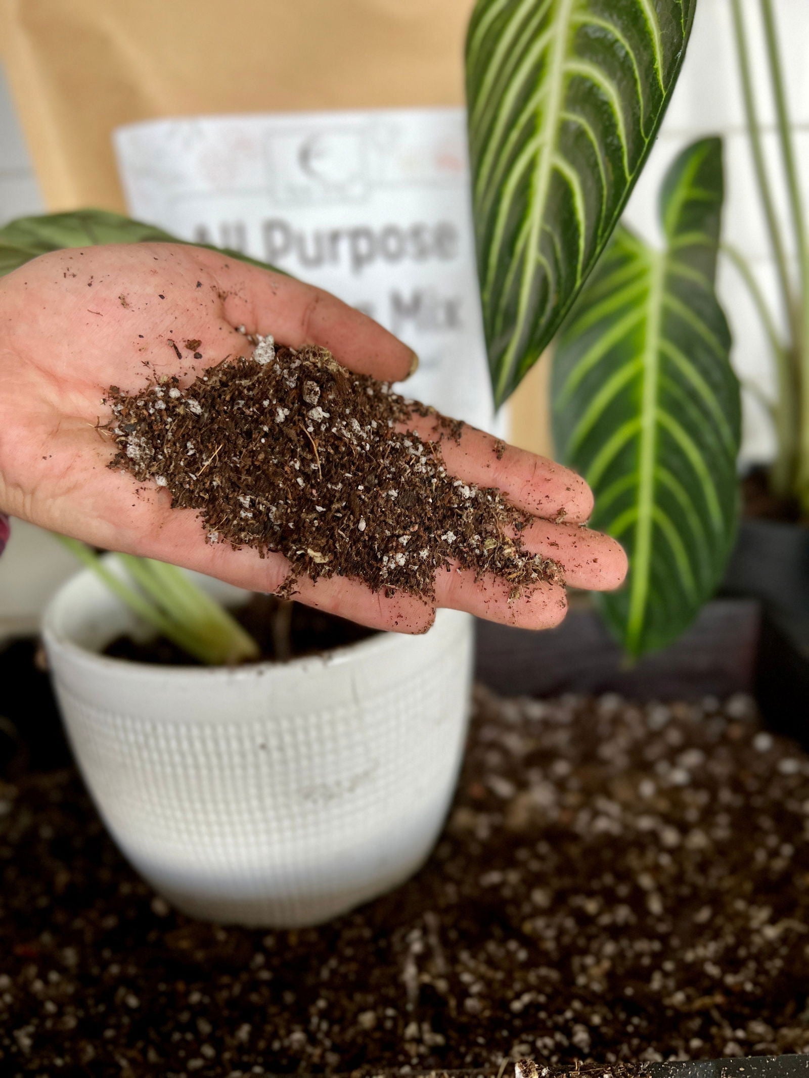 Elm Dirt Starter Kit soil by Elm Dirt, showing a soil bag with natural, rich compost ideal for gardening and planting.