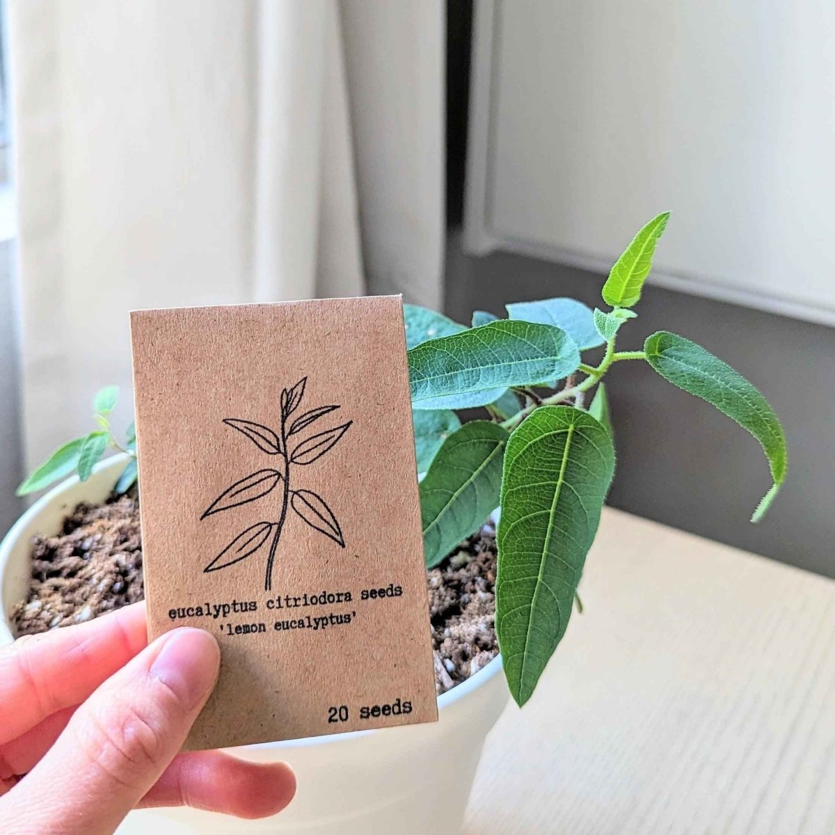 Eucalyptus Citriodora 'Lemon Eucalyptus' houseplant seeds in a small packet, ready for planting or gardening.