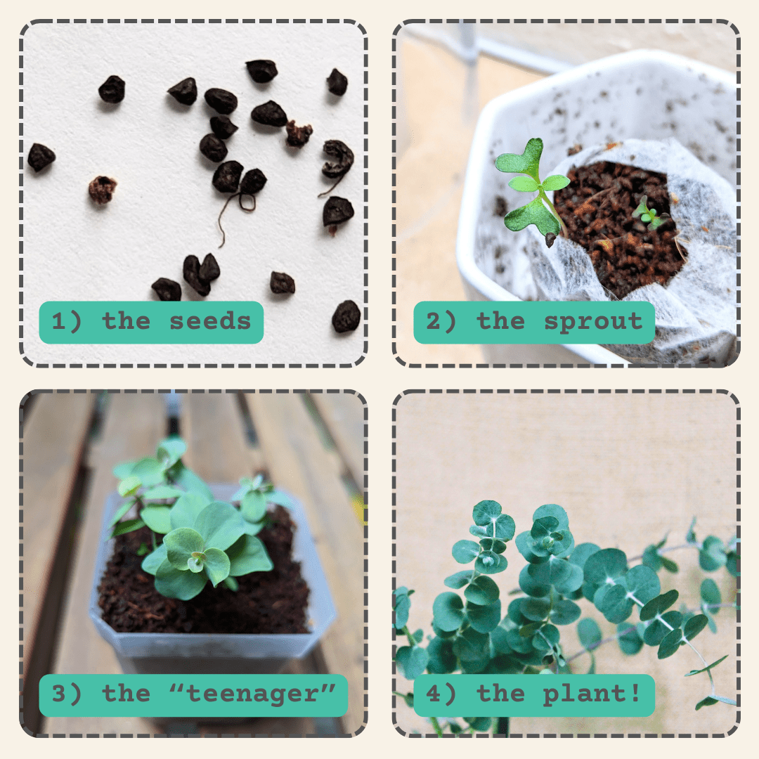 Eucalyptus Pulverulenta 'Baby Blue' houseplant seeds from Plantflix, showing small seed packets with illustrations and branding.
