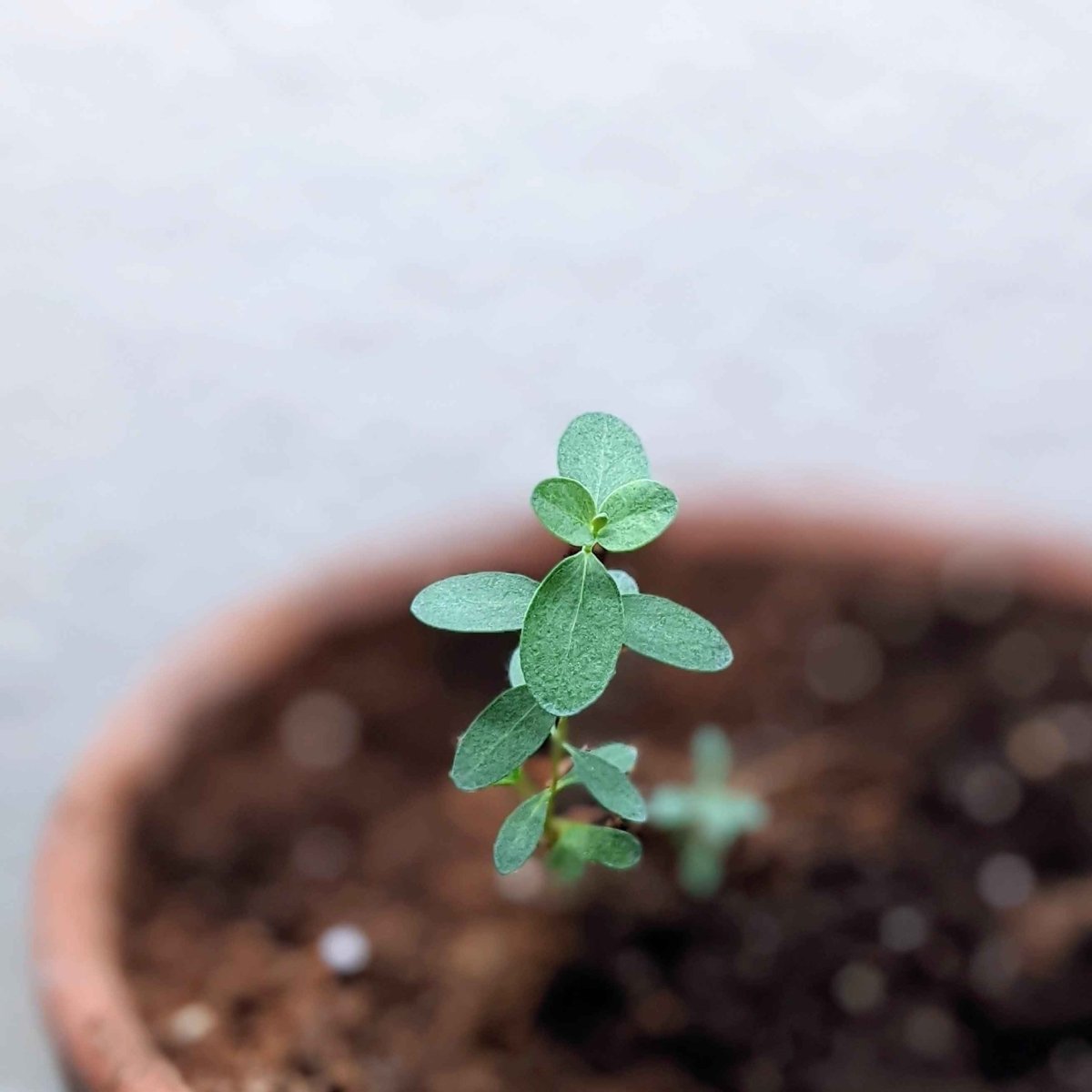 Eucalyptus Pulverulenta 'Baby Blue' houseplant seeds from Plantflix, showing small seed packets with blue-tinted eucalyptus illustrations.