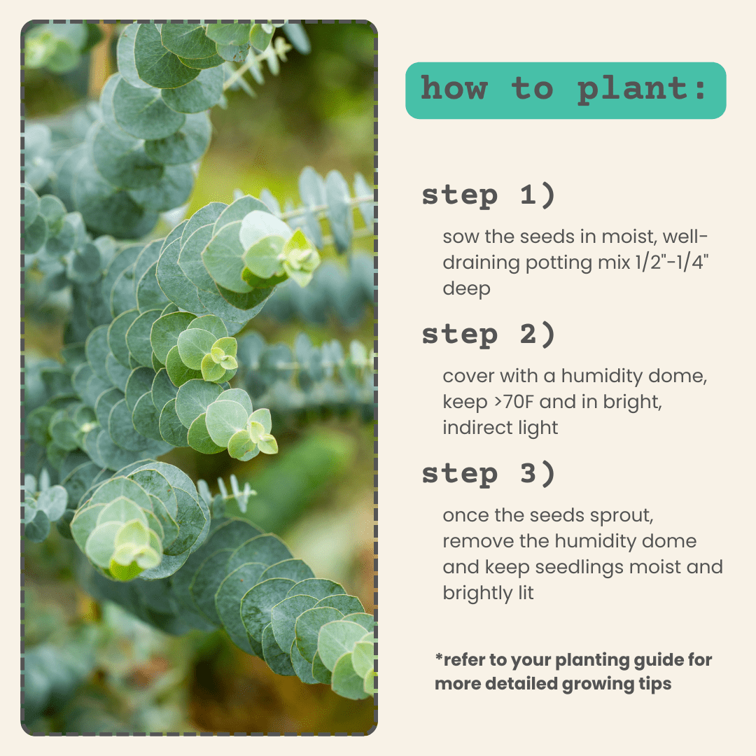 Eucalyptus Pulverulenta 'Baby Blue' houseplant seeds with small, blue-green leaves, ready for planting and growth.