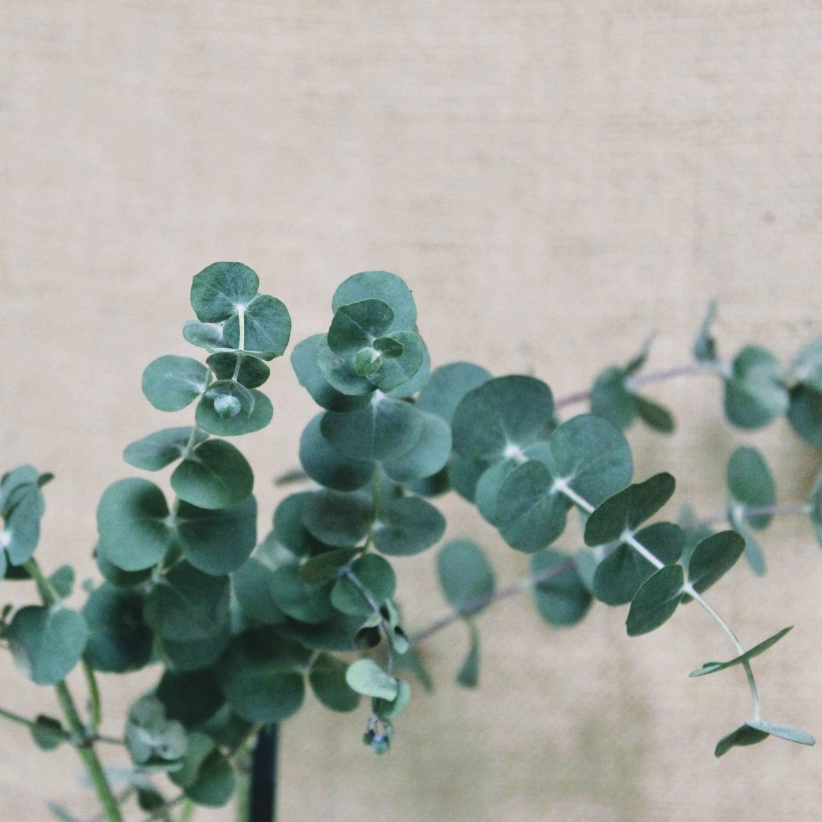 Eucalyptus Pulverulenta 'Baby Blue' houseplant seeds showing small seed clusters and blue-green foliage pattern.