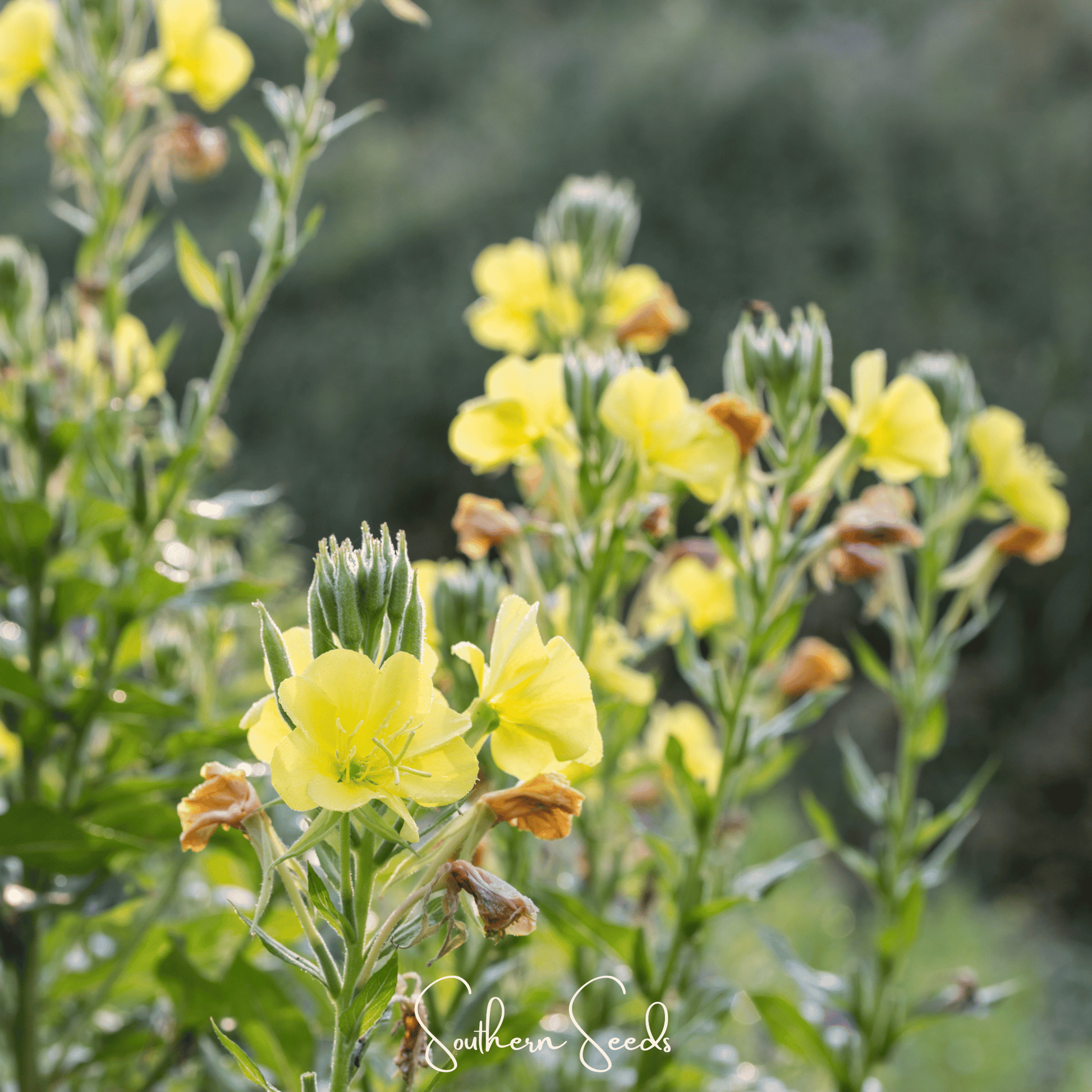 Close-up of Evening Primrose seeds from Southern Seeds, showing small, round seeds used for planting and garden growth.