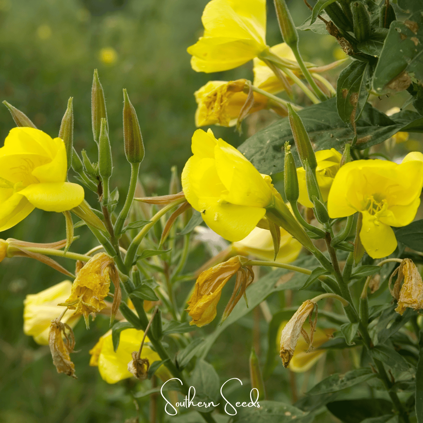 Close-up of Southern Seeds Evening Primrose (Oenothera biennis) seeds in a small packet, ready for planting.
