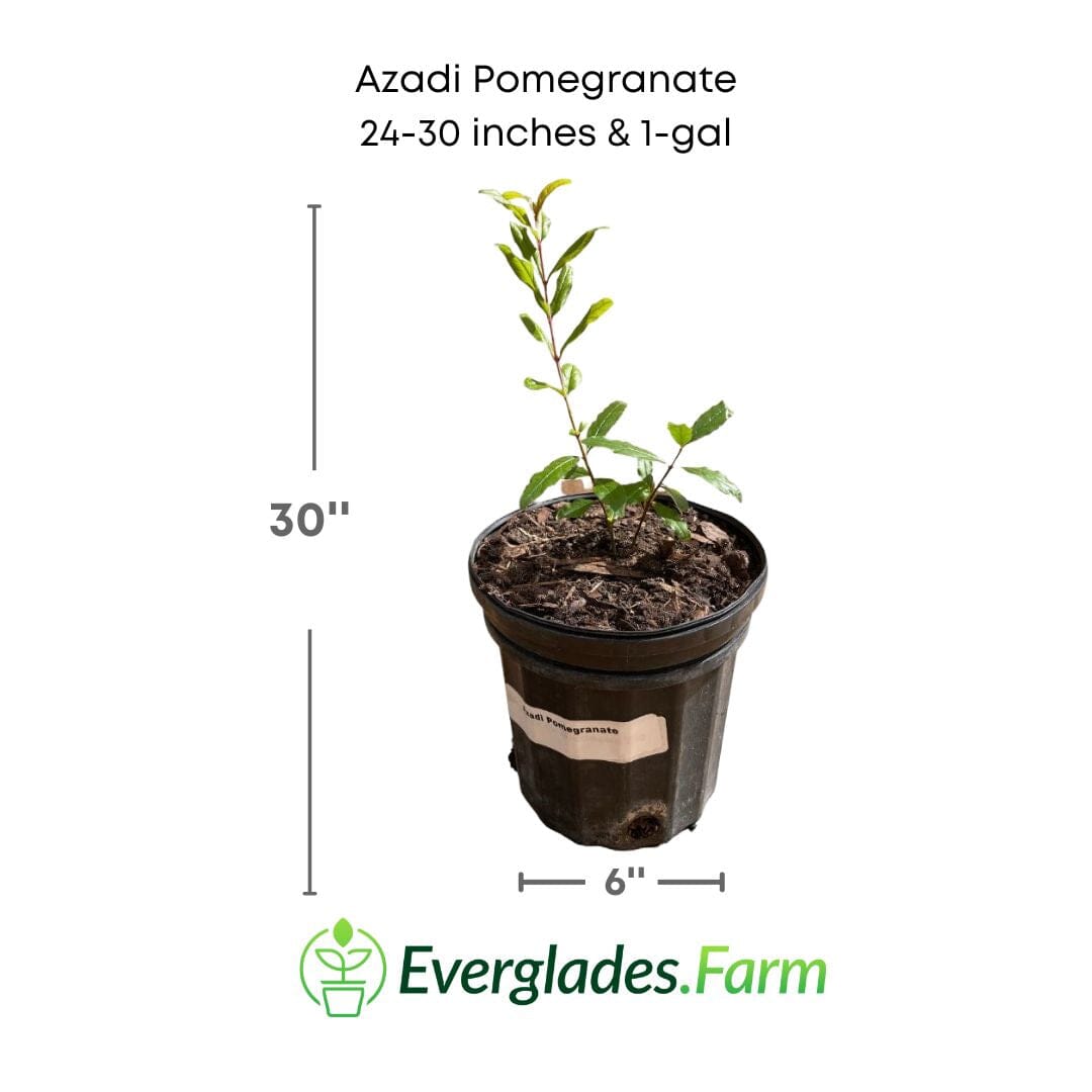 Everglades Farm Azadi Pomegranate Tree, 1-2 feet tall in a 1-gallon container, young pomegranate plant ready for planting.