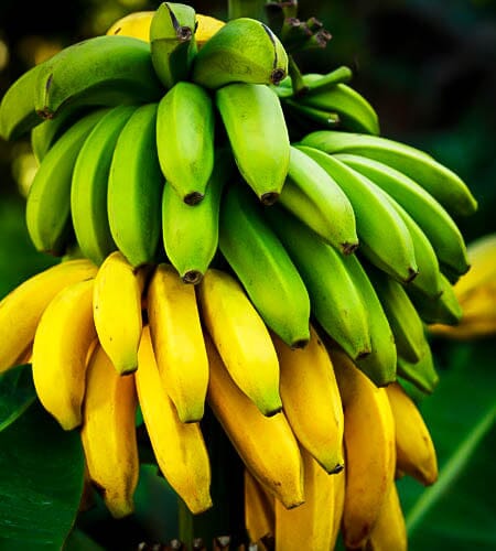 Dwarf Cavendish banana plant from Everglades Farm, 1-2 feet tall in a 1-gallon container, featuring lush green leaves.