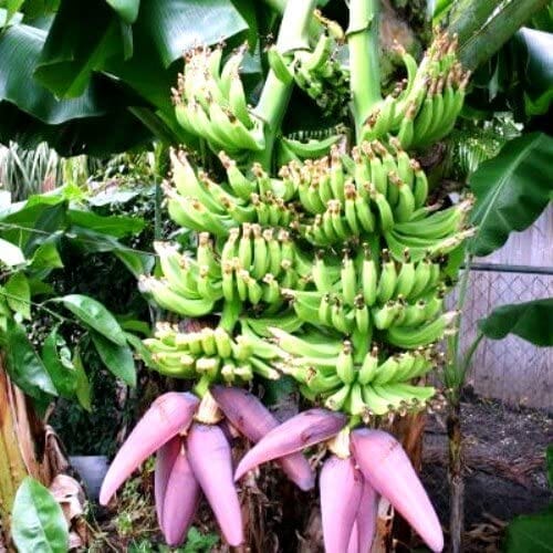 Double Mahoi Dwarf Banana Plant by Everglades Farm, 1-2 feet tall in a 1-gallon pot, with lush green leaves and compact growth.