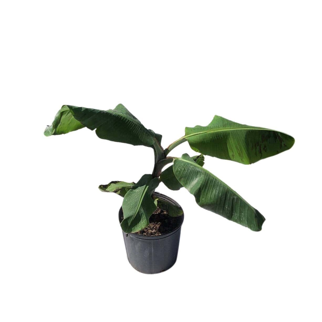 Everglades Farm Kokopo Patupi dwarf banana plant, 1-2 feet tall in 1-gallon pot, with lush green leaves and compact growth.