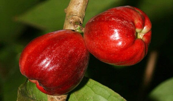 Airlayered Malay Apple (Otaheite Apple) fruit tree from Everglades Farm, 1-2 feet tall in a 1-gallon container, ready for planting.