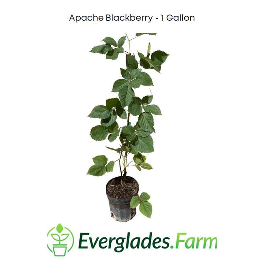 Everglades Farm Apache Blackberry plant, 12-18 inches, 1-gallon, summer-bearing, thornless blackberry shrub in a garden setting