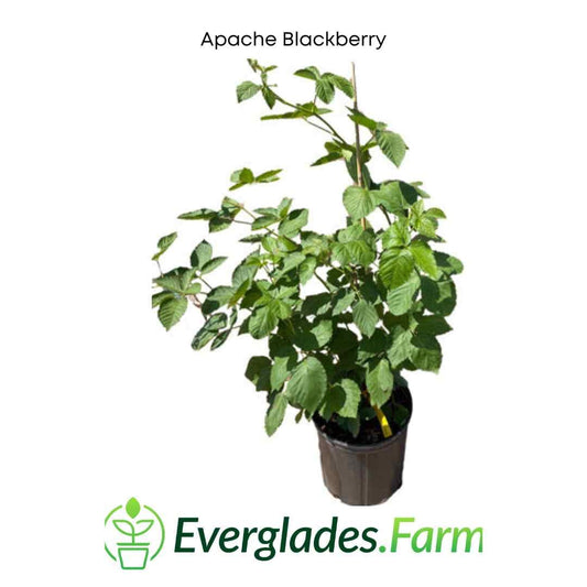 Everglades Farm Apache Blackberry plant, 12-18 inches, 1-gallon, summer-bearing, thornless blackberry bush.