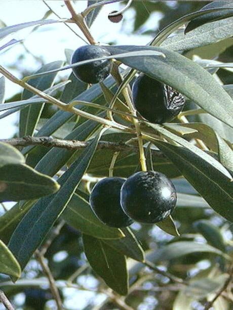 Everglades Farm semi-dwarf Arbequina olive tree in a 1-gallon container, approximately 12-18 inches tall, with lush green foliage.