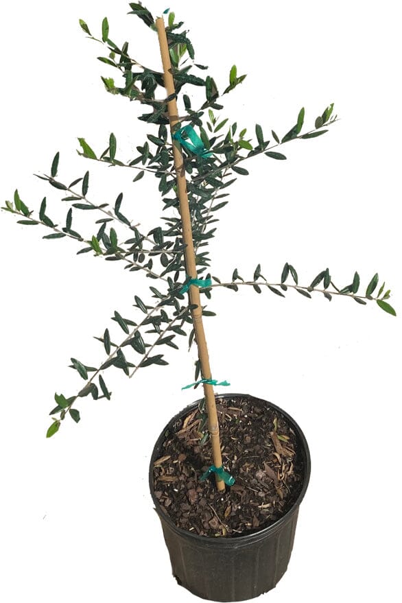Everglades Farm semi-dwarf Arbequina olive tree in a 1-gallon container, 12-18 inches tall, with lush green leaves and a sturdy trunk.