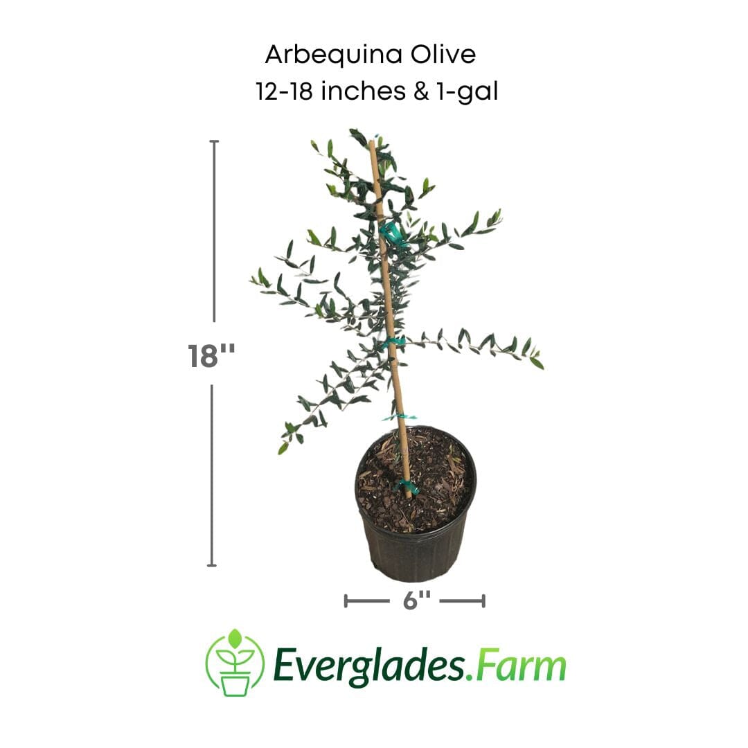 Semi-dwarf Arbequina Olive Tree by Everglades Farm, 12-18 inches tall in a 1-gallon pot, with lush green leaves.