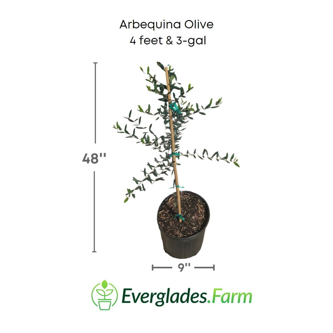Everglades Farm semi-dwarf Arbequina olive tree, 12-18 inches tall, in 1-gallon pot, with lush green leaves and compact growth.