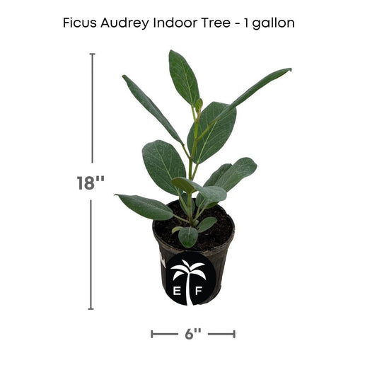 Everglades Farm 12-18 inch Ficus Audrey Banyan Tree, elegant indoor plant with lush green foliage, perfect for home decor.