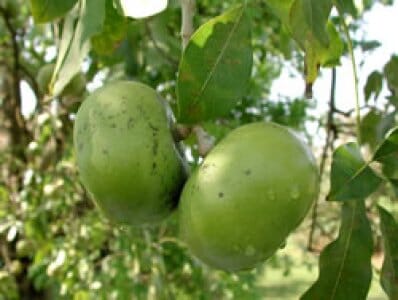Grafted Black Sapote Bernicker tree from Everglades Farm, 12-18 inches tall in a 1-gallon container, ready for planting.