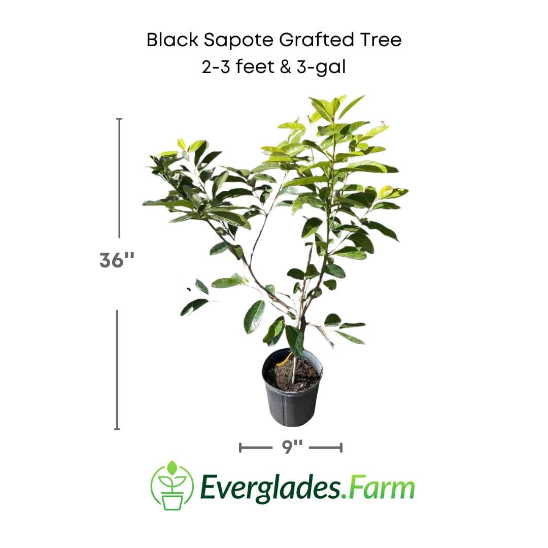 Grafted Black Sapote Bernicker tree in 12-18 inch size, from Everglades Farm, with dark green leaves and healthy growth.