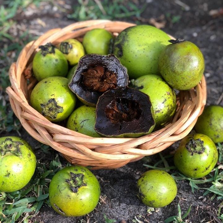 Grafted Black Sapote Reineke Merida tree from Everglades Farm, 12-18 inches tall in a 1-gallon container.