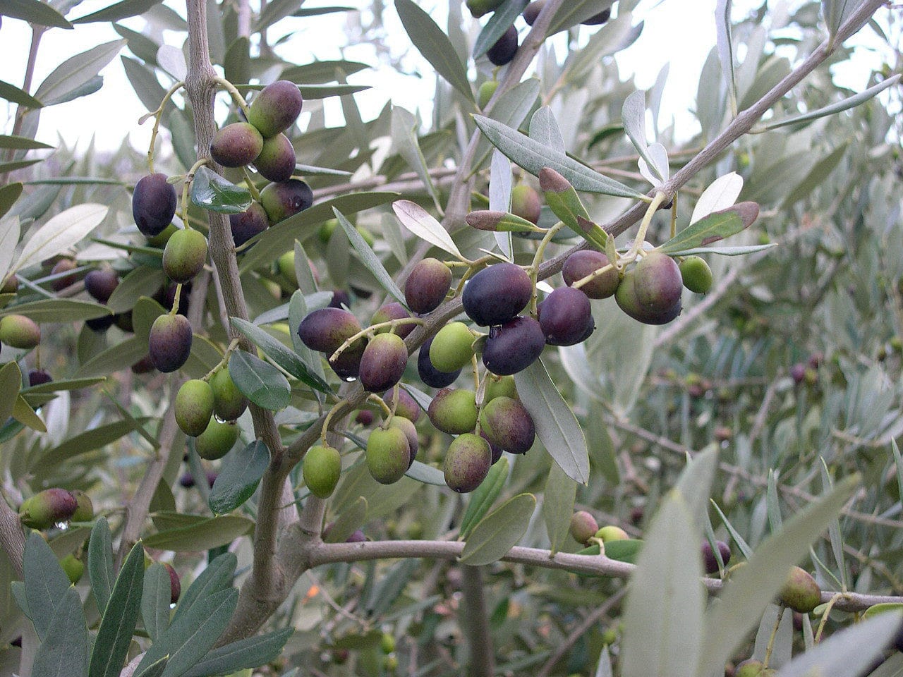 Everglades Farm Chemlali Olive Tree, 12-18 inch tall, 1-gallon size, healthy green foliage and woody trunk.