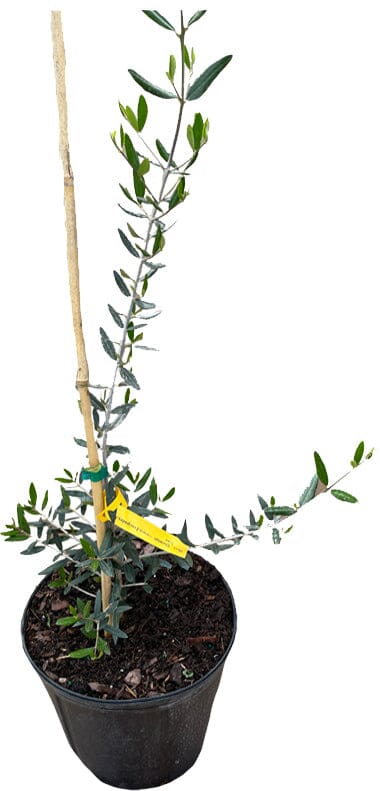 Everglades Farm Chemlali Olive Tree, 12-18 inches tall, in a 1-gallon pot, with green leaves and slender branches.