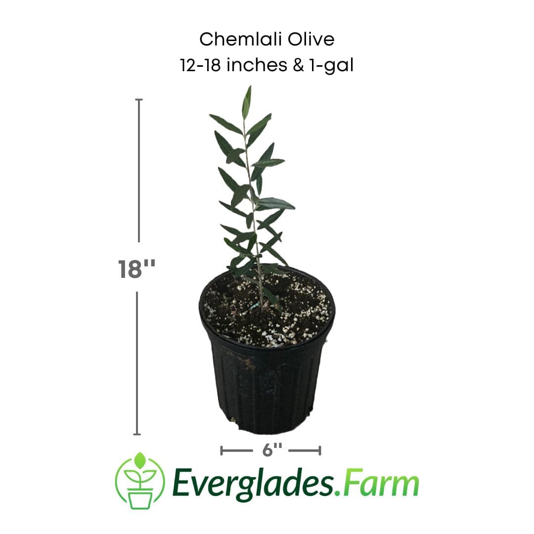 Everglades Farm Chemlali Olive Tree in 1-gallon container, 12-18 inches tall, with lush green leaves and healthy branches.