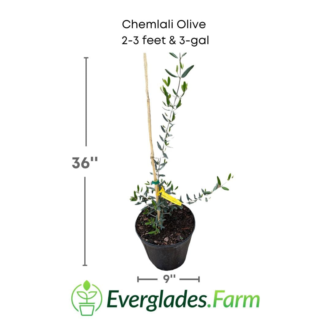 Everglades Farm Chemlali Olive Tree, 12-18 inches tall in a 1-gallon container, with green leaves and woody branches.