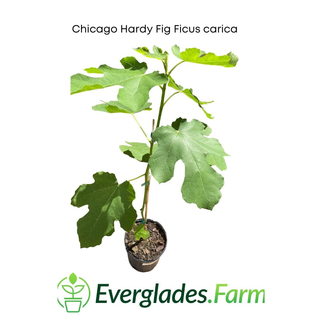 Everglades Farm Chicago Hardy Fig Ficus carica in a 12-18 inch, 1-gallon size, showcasing its lush green leaves and healthy growth.