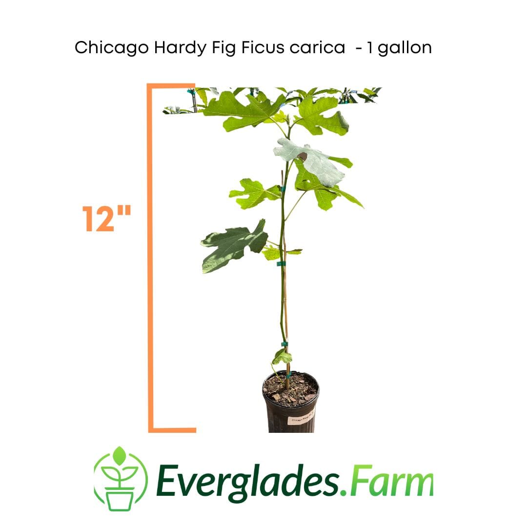 Everglades Farm Chicago Hardy Fig Ficus carica tree, 12-18 inches tall in a 1-gallon pot, ready for planting.