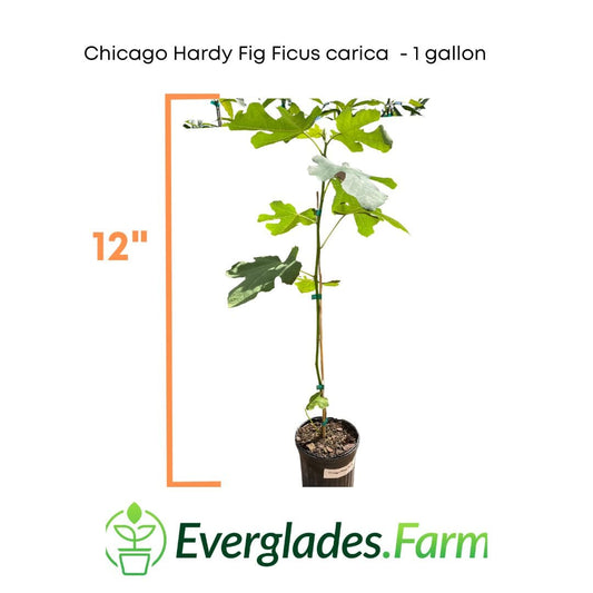 Everglades Farm Chicago Hardy Fig Ficus carica tree, 12-18 inches tall in a 1-gallon pot, ready for planting.