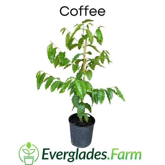 Everglades Farm 12-18 inch coffee plant in a 1-gallon container, showing lush green leaves and healthy growth.