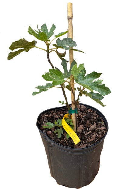 Everglades Farm Dwarf Fig Tree "Beer's Black" 12-18 inch, 1-gallon potted fig tree with dark foliage, ideal for small gardens.