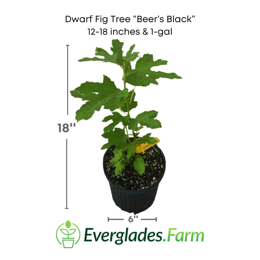 Dwarf Fig Tree "Beer's Black" by Everglades Farm, 12-18 inch potted fig tree with dark foliage, ready for planting.