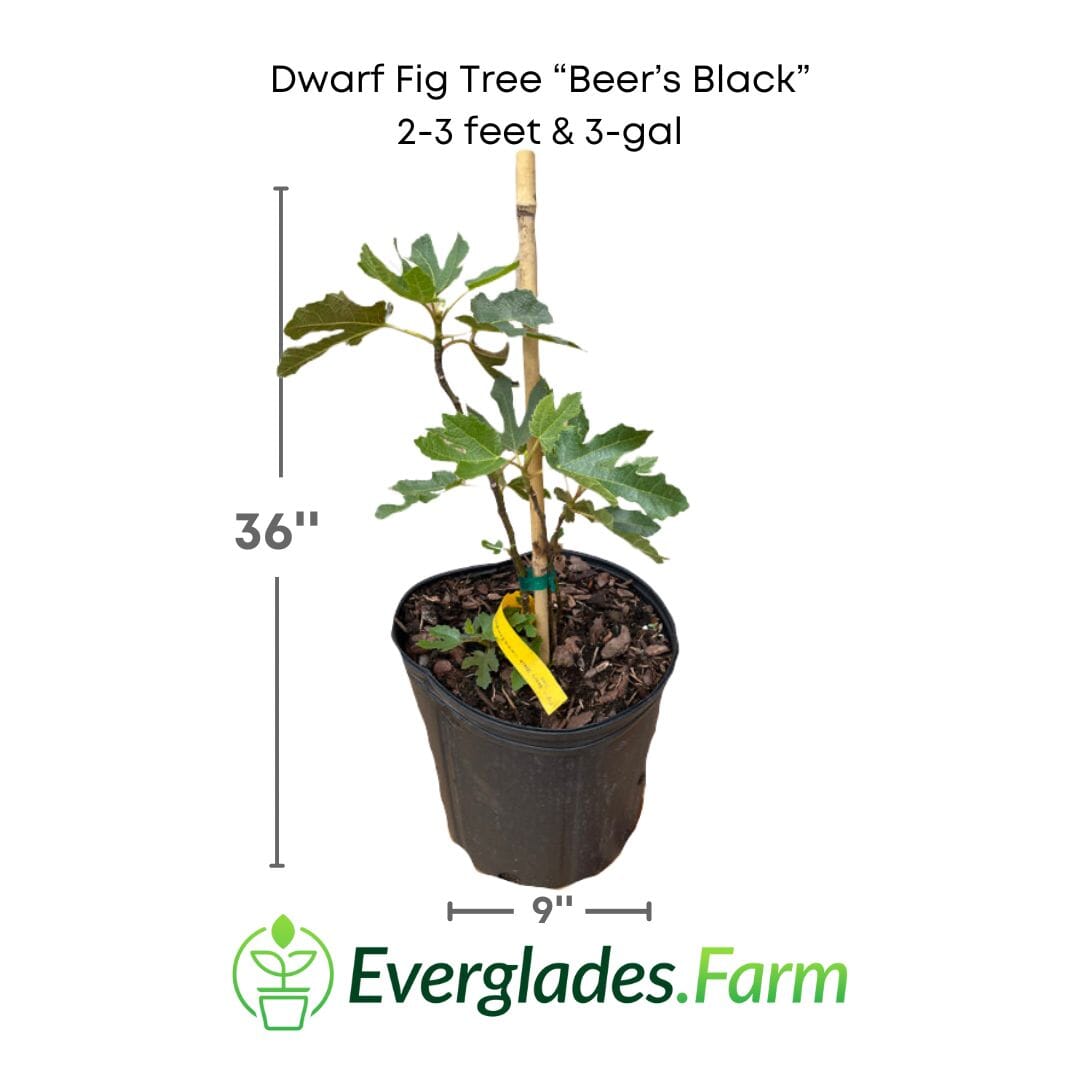 Dwarf Fig Tree "Beer's Black" by Everglades Farm, 12-18 inch potted fig tree with dark leaves and compact growth.