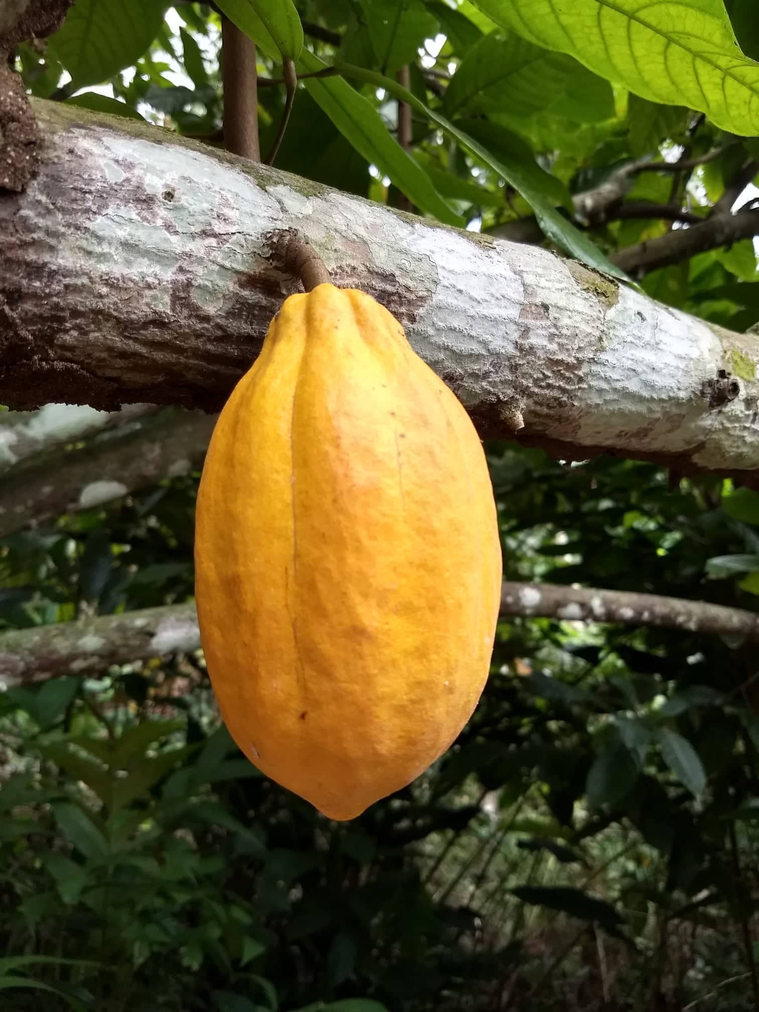 Everglades Farm Forastero Cacao Chocolate Tree, 12-18 inches tall, in a 1-gallon container, with lush green foliage.