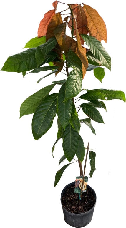 Everglades Farm Forastero Cacao Chocolate Tree, 12-18 inches tall in a 1-gallon container, with lush green leaves.