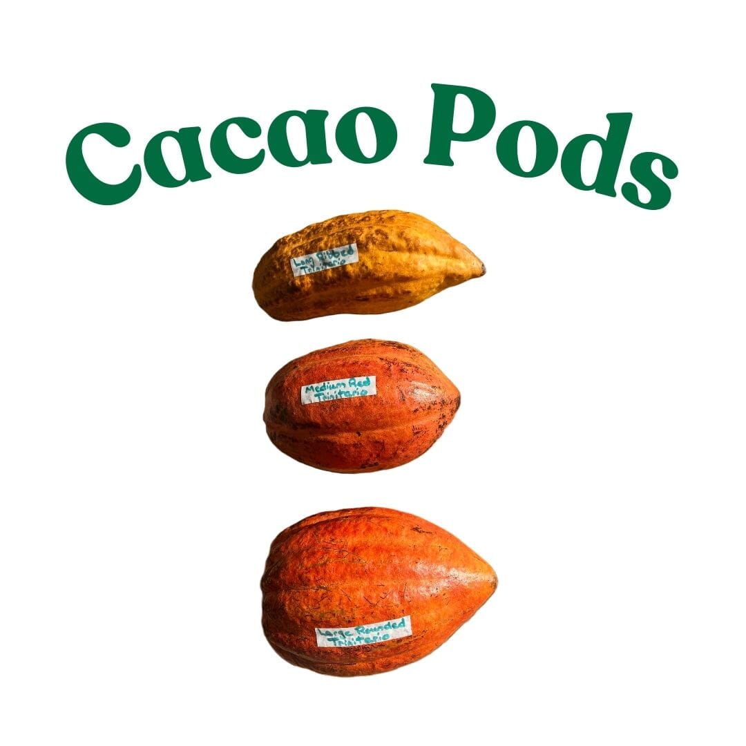 Everglades Farm Forastero Cacao Chocolate Tree in 12-18 inch pot, featuring lush green cacao leaves and sturdy branches.
