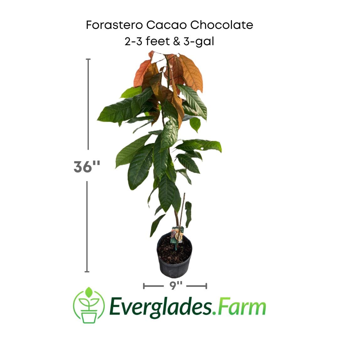 Everglades Farm Forastero Cacao Chocolate Tree in a 1-gallon container, 12-18 inches tall, with lush green leaves.